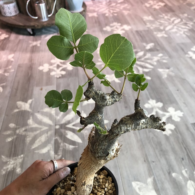 commiphora guidotti《L size》 | plants holic