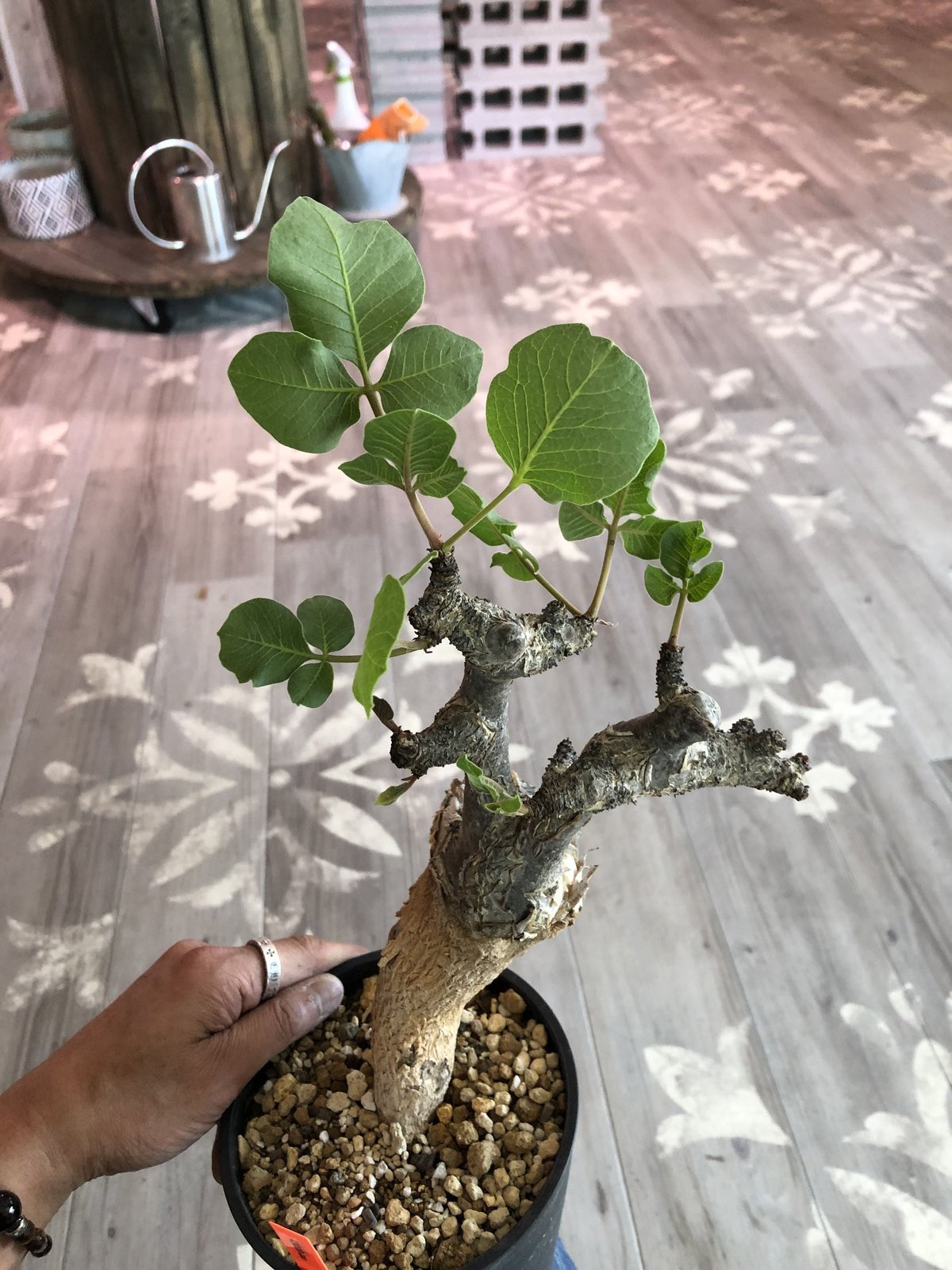 commiphora guidotti《L size》 | plants holic commiphora guidotti《L size》 | plants holic