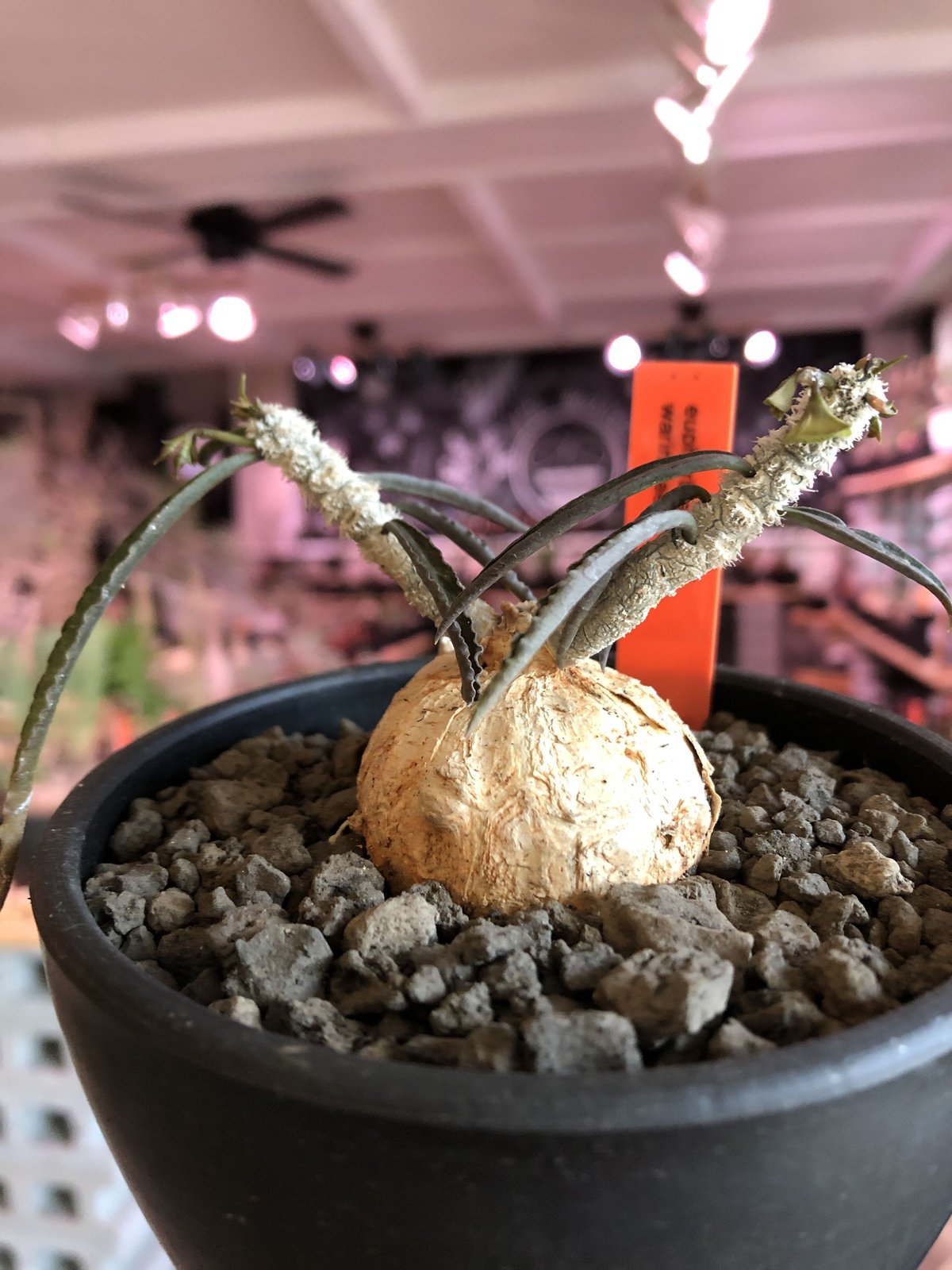 euphorbia waringiae《 M size》※現地球発根済株※店主国内管理3