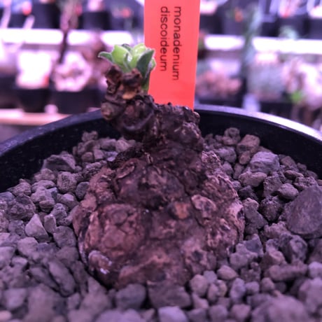 monadenium discoideum《M size 》※現地球発根済株※激希少種‼︎ゴツゴツ肌質が堪らなく、葉とのcontrastが美しすぎる最高な一株‼︎※mad black pot植え