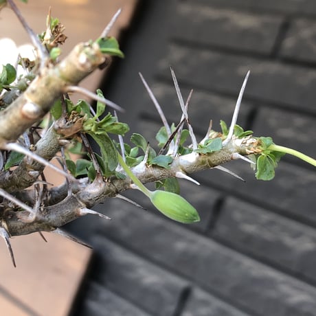 sarcocaulon  vanderietiae《小さめL size》※現地球発根後店主国内管理3年株※希少夏型種‼︎balance良樹形な幹上がり仕立て※mad black bowl pot植え