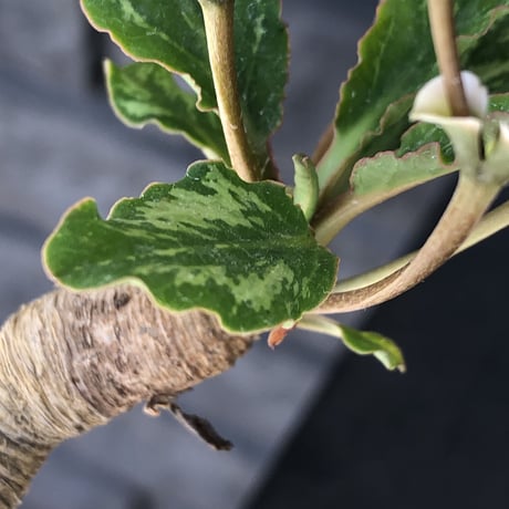 euphorbia  fishbone《 M size》※現地球発根済株※発根後店主国内管理3年株※激希少‼︎今や流通少なきフィッシュボーン‼︎※陶器鉢植え