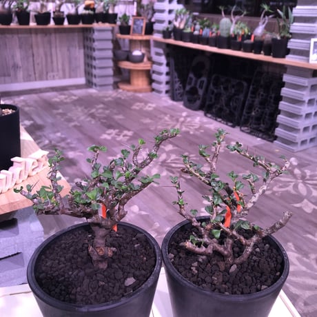 sarcocaulon  vanderietiae《M size》※現地球発根済み株‼︎※サルコカウロン 希少夏型‼︎ ※mad  black  pot植え ※店主管理国内３年株※限定2株