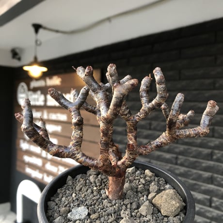 pelargonium  mirabile《大きめM size》※現地球店主国内管理4年株※愛おしく堪らない冬型の人気者‼︎極weight低き良枝振り樹形※mad black pot植え