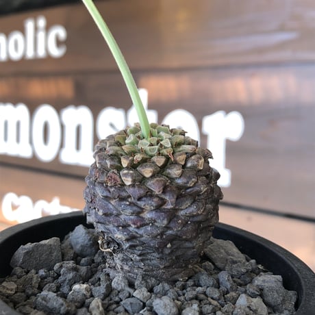 euphorbia bupleurifolia《大きめM size 》※まん丸球体株※現地球発根後店主国内管理5年株※ボコボコ肌にまん丸球体感が堪らない一株※mad black pot植え