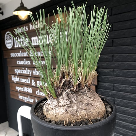 calibanus hookeri《L L size》※現地球発根後店主国内管理6年株※大変bigな良樹形且つ荒々しいwild肌質な男前フーケリー‼︎※mad black bowl pot植え
