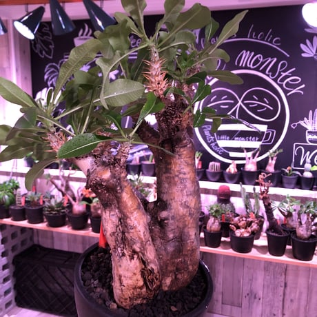 packypodium  enigmaticum《L size》W-he'd※現地球発根済※店主国内管理 3年株※表皮はメクれ上がり半端なくエグい一株※mad black bowl pot植え