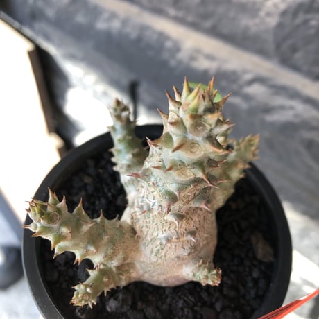 pachypodium windsorii《M size》※選抜littmon seed🌱※weight低き極ぼってり株元&枝振りも◎良樹形※mad black pot植え