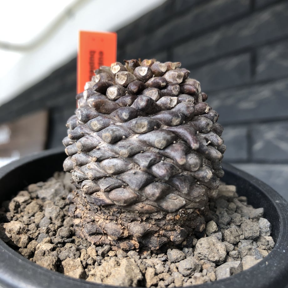 62070ec31dca3254b79fa090