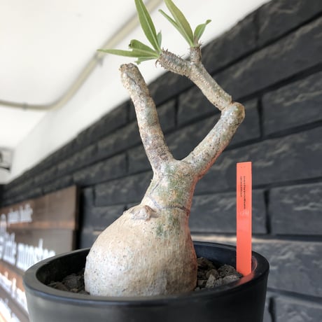 pachypodium gracilius《大きめS size》※現地球発根後店主国内管理3年株※美しい現地焼け肌に球体株元&屈折した捻くれ枝が愛くるしい‼︎※mad black pot植え