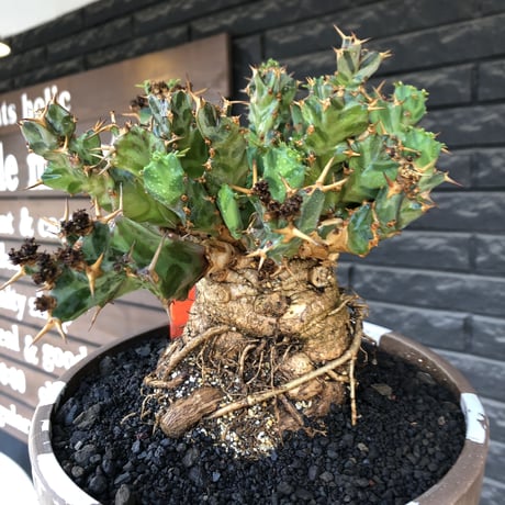 euphorbia tortirama（XL size）※現地球株発根済（店主所有株）※この上なき極太株&葉もスクリューし躍動感半端なき大株※mad brown marble bowl pot植え