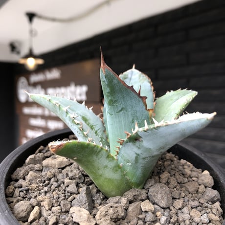 agave titanota blue《小さめM size》選抜株※現地球株発根済※今季の成長が楽しみな纏まり締まりも良き一株‼︎※mad black pot植え