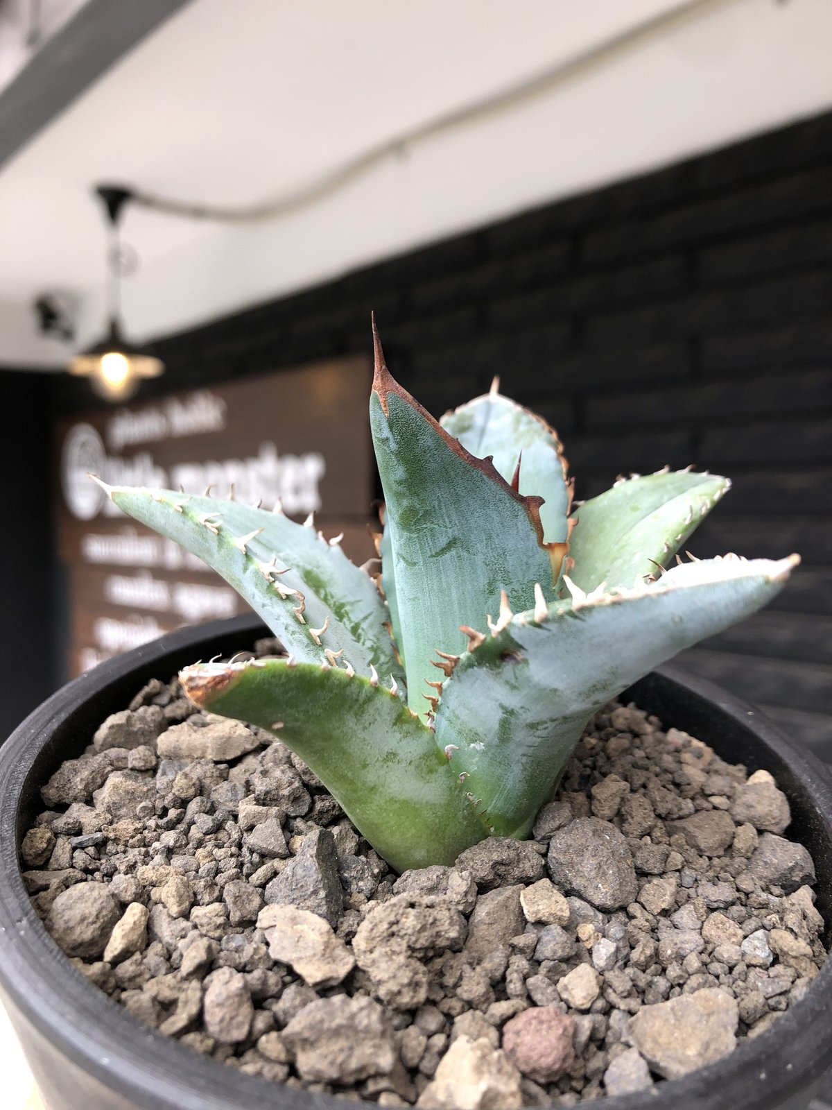 agave titanota blue《小さめM size》選抜株※現地球株発根済 agave titanota blue《小さめM size》選抜株※現地球株発根済