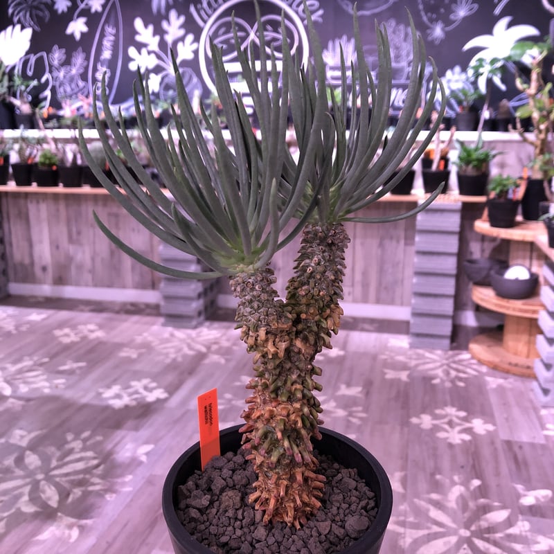 tylecodon wallichii 和名＝奇峰錦《大きめM size》※大変綺麗且つw