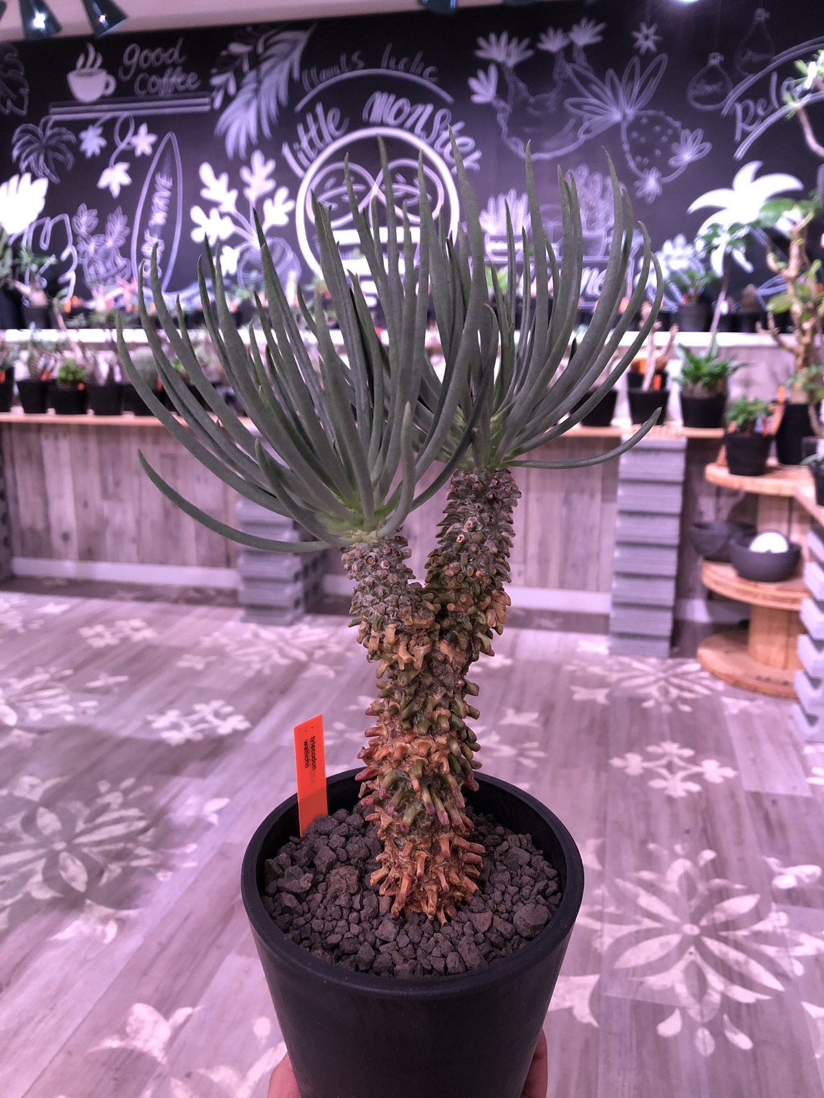 tylecodon wallichii 和名＝奇峰錦《大きめM size》※大変綺麗且つw