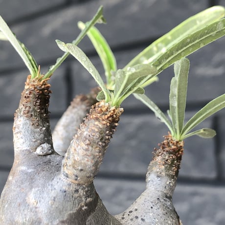 pachypodium gracilius《大きめS size》※現地球発根後店主国内管理3年株※短枝の上、岩肌なあたって育った想像ができる味深き凹みを持つ一株※mad black pot植え