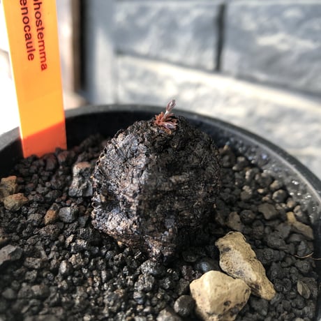 cyphostemma adenocaule《 大きめM size》※現地球発根後店主国内管理3年株※希少種‼︎小振りでも黒味が強く味深き表皮ごwildな一株※mad black pot植え
