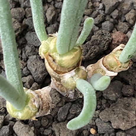 monilaria  pisiformis《大きめS size》※現地球発根後店主国内管理3年株※モニラリア属（激希少最上位種）冬型caudex※mad black pot植え