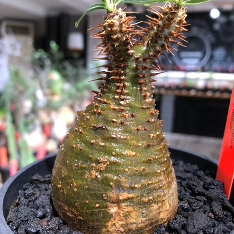 pachypodium gracilius《大きめS size》※現地球株発根済※チャームポイント的現地焼け＆極green肌を兼ね備えた良樹形株‼︎※black bowl pot植え