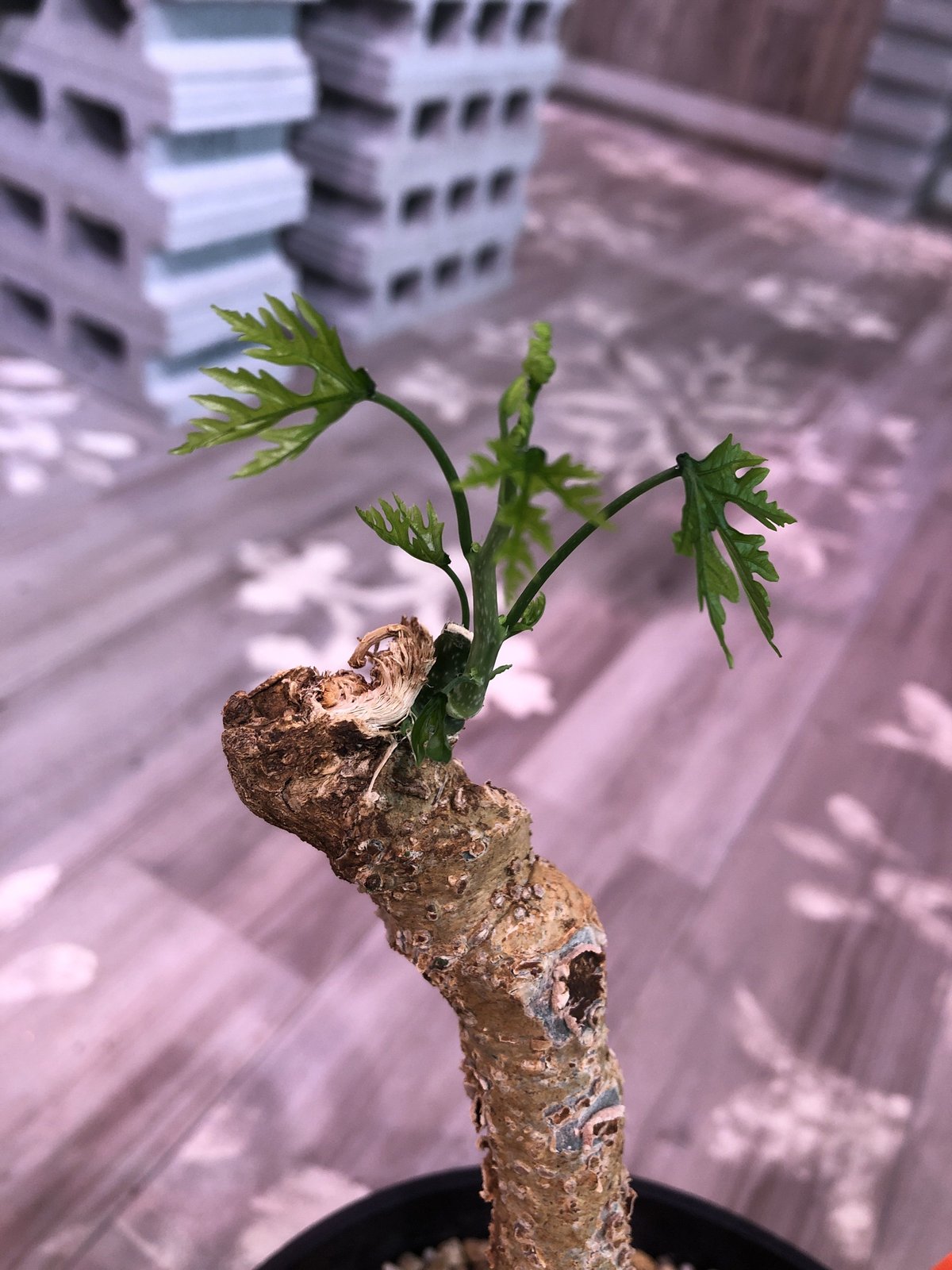 adenia perrieri《L L size》店主の力作 VOL② | plants h