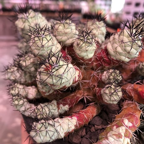 ortegocactus   macdougallii《L L size》※現地球自根株※店主国内管理6年株※薄水色肌ヤバイ群生極美株‼︎激希少size‼︎※mad black bowl pot植え