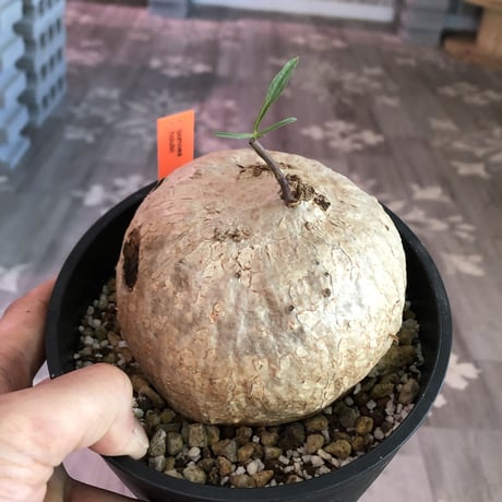 ipomoea  holubii《L size》極美球体‼︎