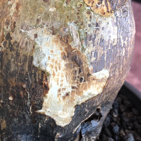 pachypodium  bispinosum《L size》※現地球発根後店主国内管理7年株※大株且つwildな味深きエグれに両A面なぼってり樹形※mad black bowl pot植え
