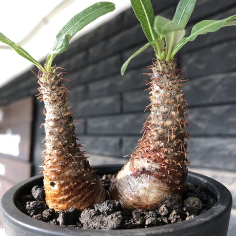 pachypodium gracilius《S size》赤肌&w-he'd株※現地球発根後店主国内管理2年株※まだまだ華奢ながらasymmetryな良樹形※mad black pot植え