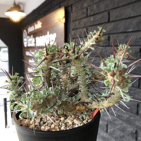 sarcocaulon   crassicaule《L  size》かなり強刺なwild美株‼︎  ※Instagram post株