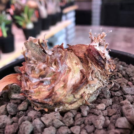 pelargonium  appendiclatum《M size》※店主個人株‼︎現地球発根済株※実生株しかまず出回る事のない激希少‼︎更にW-he'd‼︎🤩※mad black pot植え