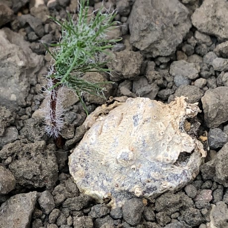 eriospermum dregei《M size》驚愕‼︎冬型激希少種※現地球発根後店主国内管理5年株※まず出回らない現地球株‼︎ビッグサイズ立体塊根＆極美しい葉※mad black pot植え