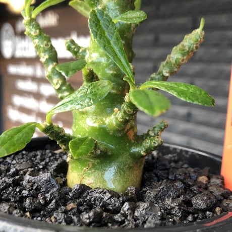 希少‼︎dorstenia gigas《小さめL  size》littmon  seed🌱9年株※極太ぼってり株元に良枝振りなリトモン渾身の一株※mad black pot植え
