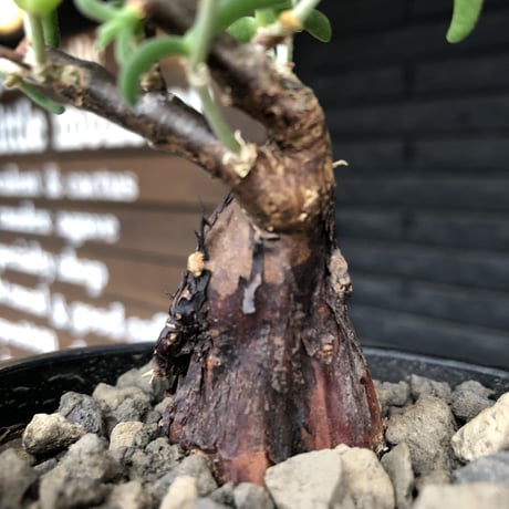 mestoklema  tuberosum《S S size》※現地球発根済株※希少‼︎流通なき小振りサイズ&weight低く良樹形‼︎威勢よく芽吹き成長中※mad black pot植え