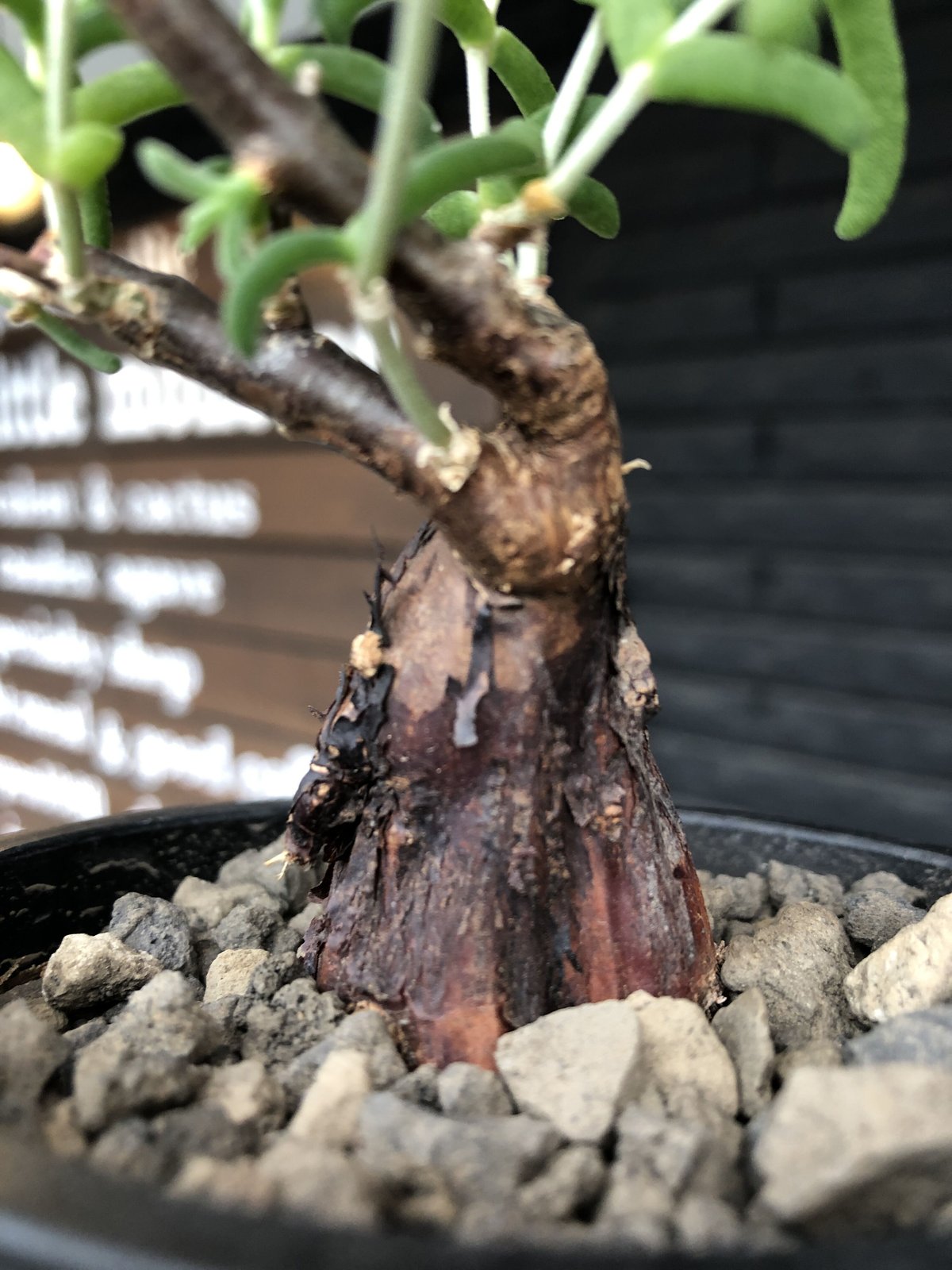 mestoklema tuberosum《S S size》※現地球発根済株※希少‼︎流通な mestoklema tuberosum《S S size》※現地球発根済株※希少‼︎流通な