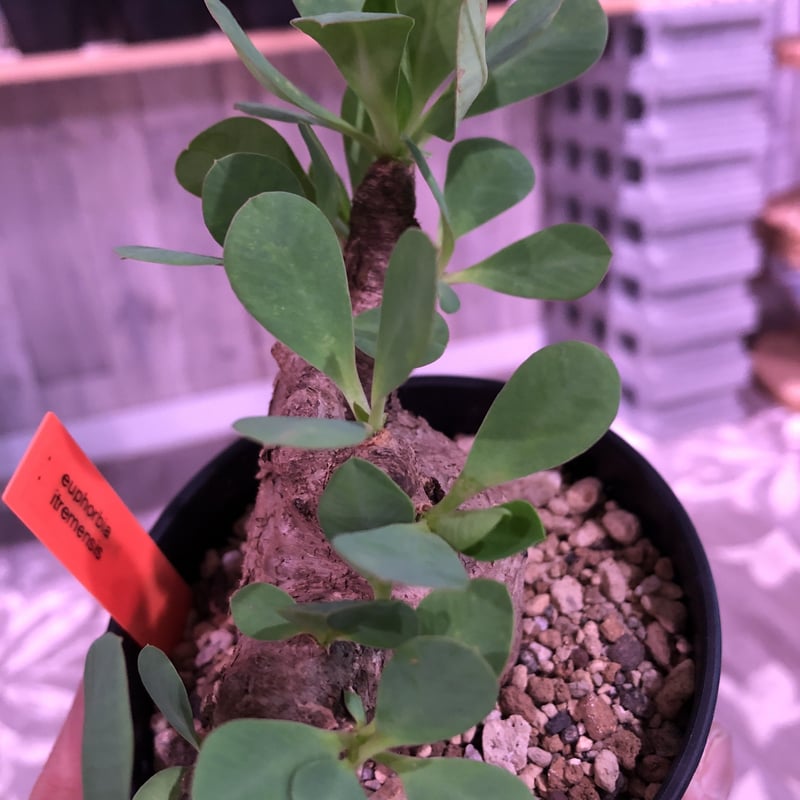 euphorbia itremensis《M size》おススメ株‼︎ 人気で話題の