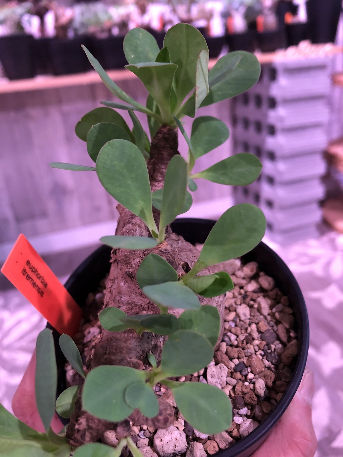 ユーフォルビア　イトレメンシス　現地球 euphorbia itremensis《M size》おススメ株‼︎ 人気で話題の