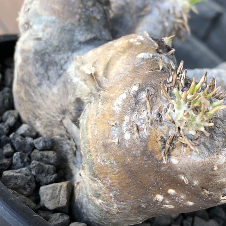 pachypodium  eburneum《L size》※現地球発根後店主国内管理4年株※岩肌質にエブレらしいwildな樹形＆良きサイズ感※mad black bowl pot植え