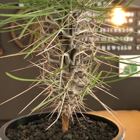 didierea  madagascariensis《大きめM size》※希少種‼︎※現地球株発根済※シルバーの棘に覆われたワイルドさと凛と涼しげに垂れ下がる葉が魅力※black  pot植え