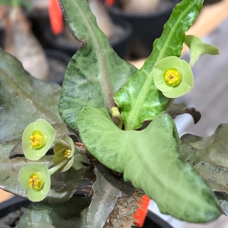 euphorbia francoisii《大きめS size》※現地球株発根済※稀なほど美しい白さと愛らし過ぎるまん丸ボディーが堪らない‼︎花付きも良き一株※black bowl pot植え