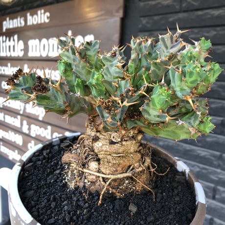 euphorbia tortirama（XL size）※現地球株発根済（店主所有株）※この上なき極太株&葉もスクリューし躍動感半端なき大株※mad brown marble bowl pot植え