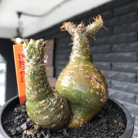 pachypodium gracilius《M size》希少‼︎極green肌&球体双頭株※現地球株発根済※ビンテージ感強き格好良さと可愛らしさの両面を持つ一株※black bowl pot植え