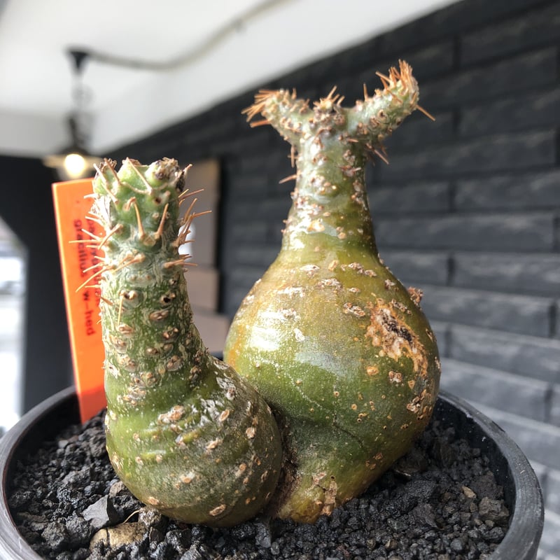 pachypodium gracilius《M size》希少‼︎極green肌&球体双頭株※