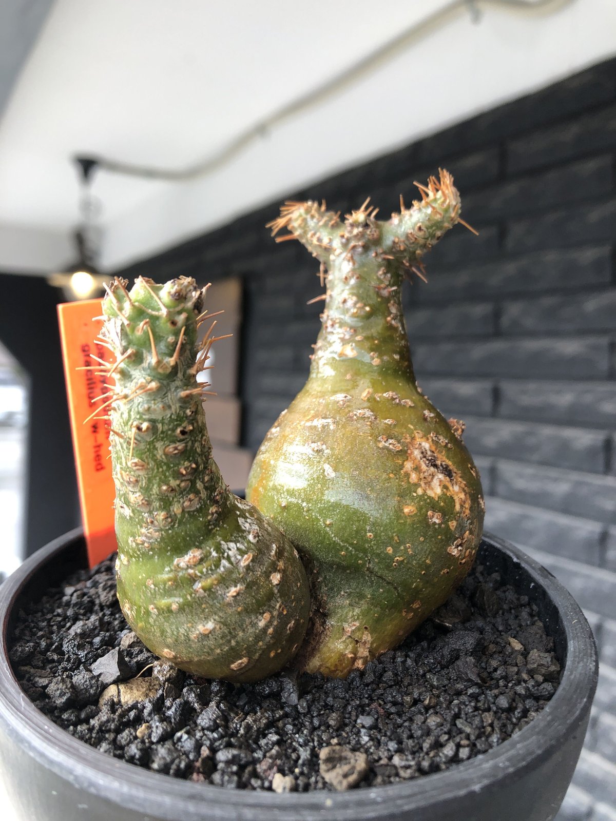 pachypodium gracilius《M size》希少‼︎極green肌&球体双頭株※