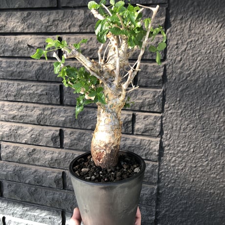 commiphora   humbertii《 M  size》※発根芽吹き済み株‼︎ ※wildな一際異彩を放つ大変綺麗な美株フンベルティー‼︎※mad black pot植え