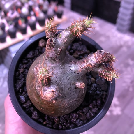 pachypodium  gracilius《大きめS size》枝振り良きぼってり樹形※現地球発根済株※店主国内管理2年株※短捻くれ枝且つ枝数多く愛嬌高き一株※mad black pot植え