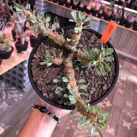 sarcocaulon patersonii《 L size》※今や希少且つ今後輸入厳しい南アフリカ物‼︎gapあるピンク花大輪を咲かす冬型人気者‼︎良枝振り樹形※浅鉢植え