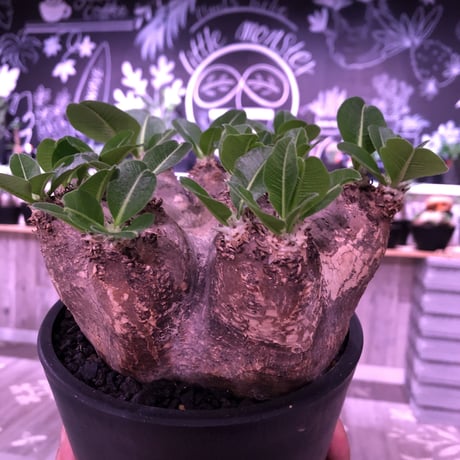 packypodium    roslatum var. eburneum（L size）※発根済み株‼︎ ワイルドで荒々しい装いなbalance良きエブレ‼︎ ※mad black pot植え