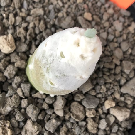 othonna   cyclophylla《大きめS size》※littmon seed🌱※白く丸々とした可愛さからの今後の成長と表皮の変色も楽しめる一株※mad black bowl pot植え