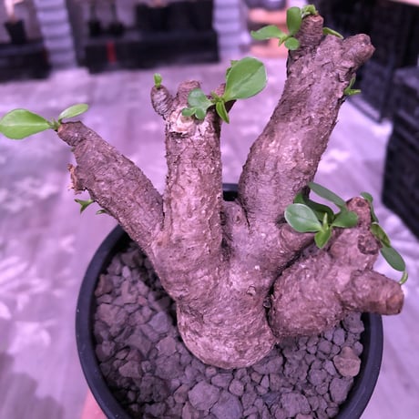 euphorbia  itremensis 《大きめM size》個体差の激しい樹形とmad質な葉&表皮colorが魅力で堪らない人気者※mad black pot植え