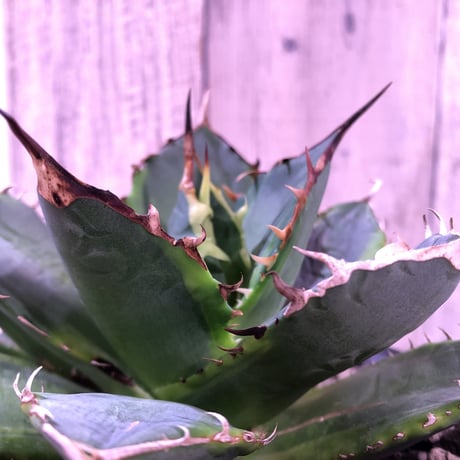 希少株  agave   titanota錦 《子株付き》